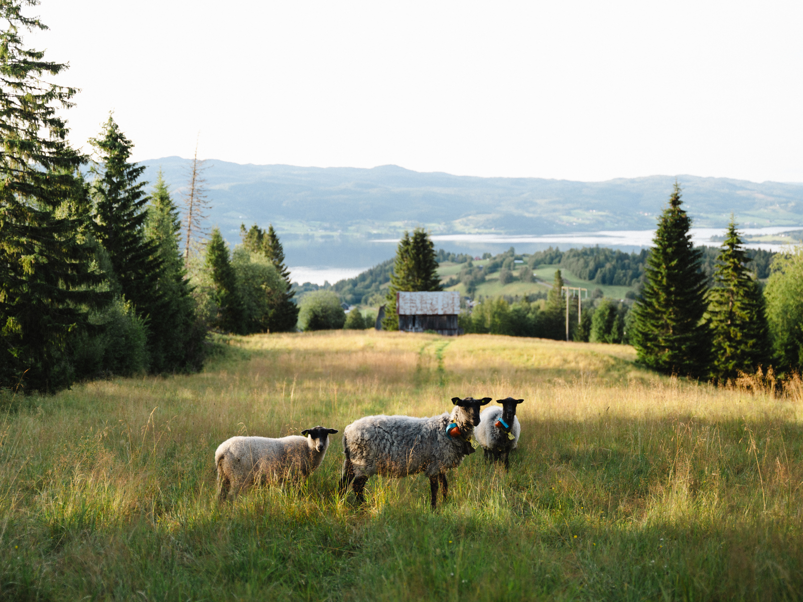 Lokalmiljo Selbu sau (Bildearkiv - Nye nettsider)