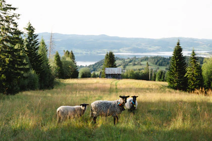 Lokalmiljo Selbu sau (Bildearkiv - Nye nettsider)